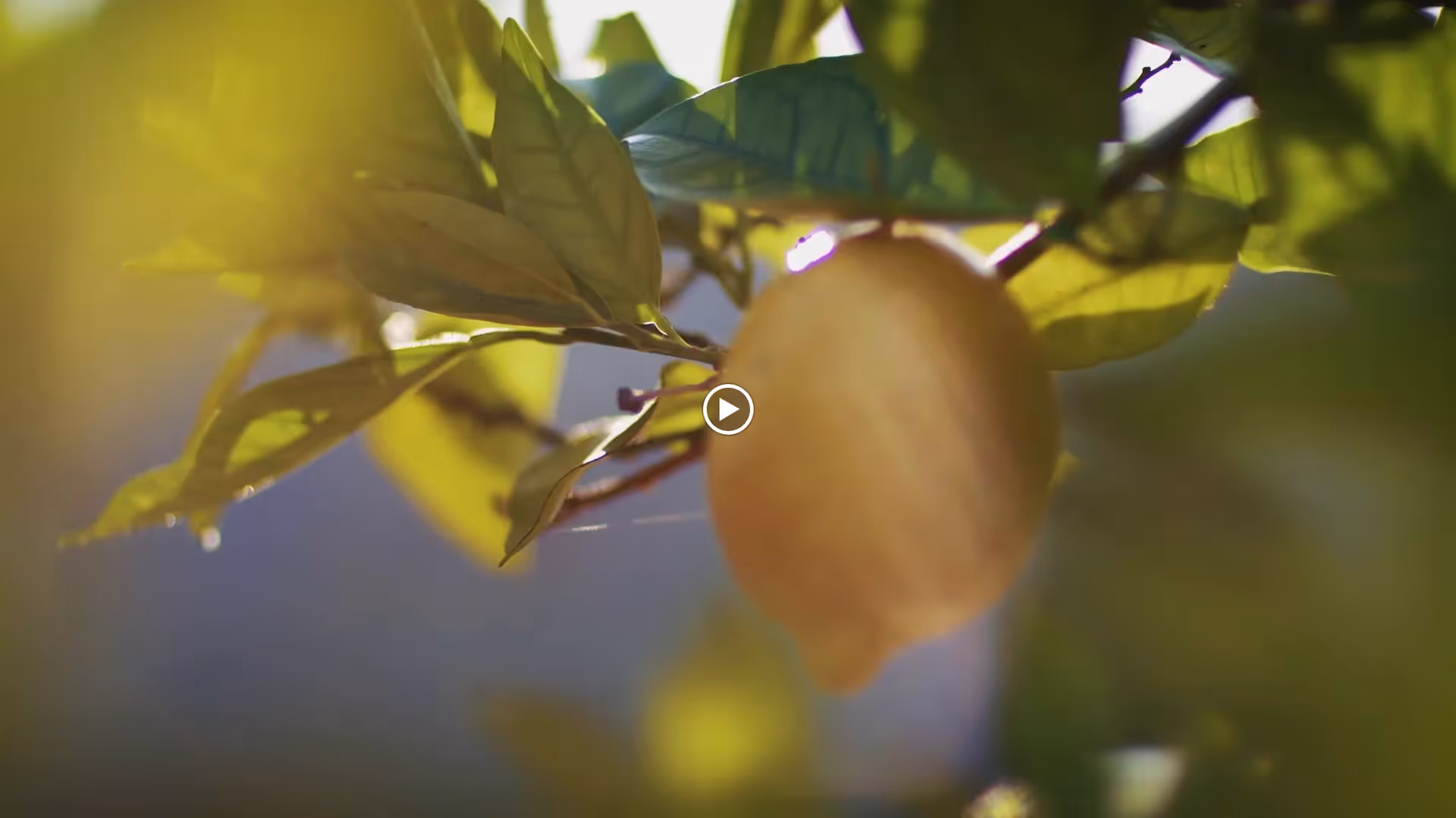 Close-up of a sunlit fruit hanging from a leafy branch with a soft-focus background.
