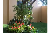 Small landscaped courtyard with a tree, green foliage, and a cluster of red flowering plants against beige walls.