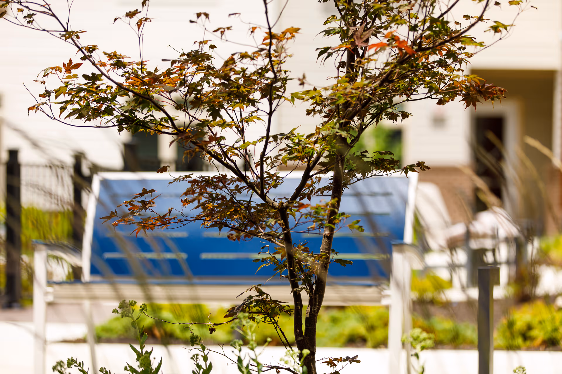 A small tree with reddish-green leaves in the foreground with a blue bench and white chairs in the background, set in an outdoor garden area of a residential facility.