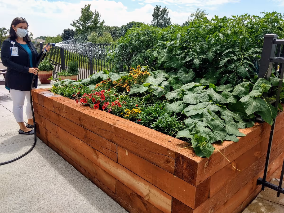 A woman wearing a face mask and an identification badge waters a raised garden bed filled with various green plants and flowers outdoors on a sunny day.