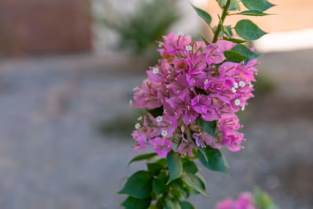 Close-up of a vibrant pink bougainvillea flower with green leaves, set against a blurred outdoor background.