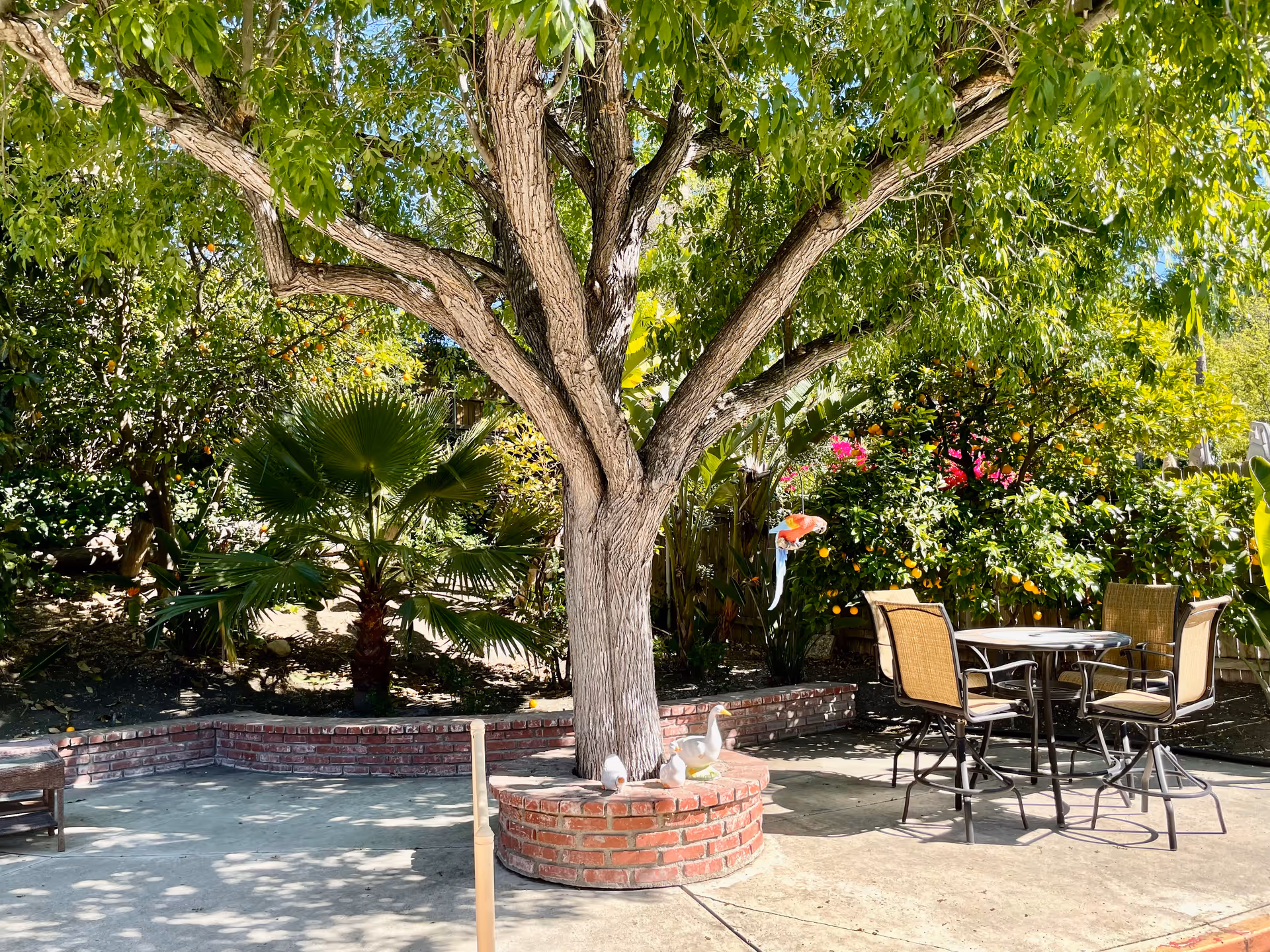 Outdoor patio area with a large tree planted in a circular brick planter. There is a metal table with four chairs on a concrete surface surrounded by lush green plants and trees, including palm and flowering bushes.