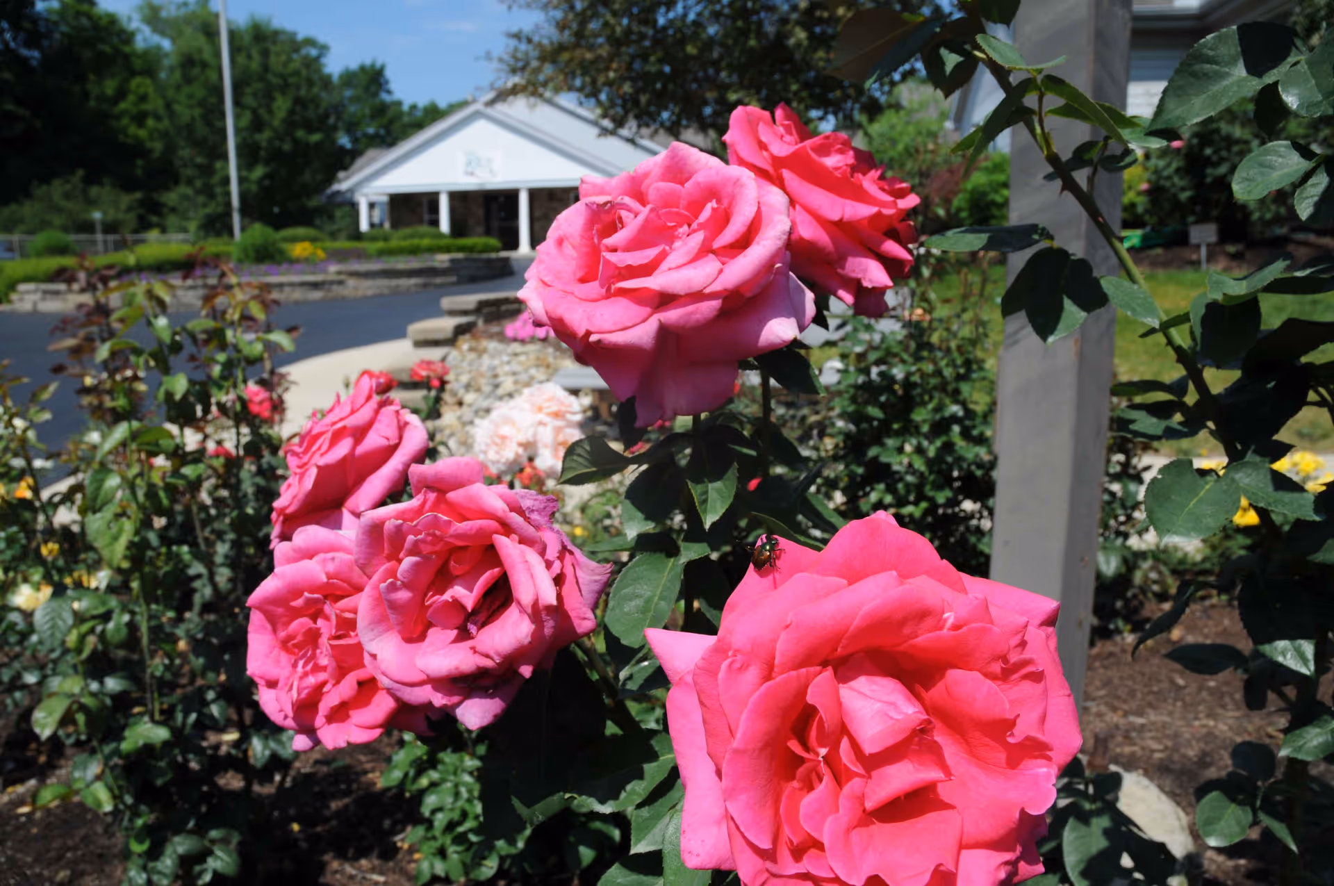 Close-up of vibrant pink roses blooming in a garden with a paved driveway and a white building in the background under a clear blue sky.