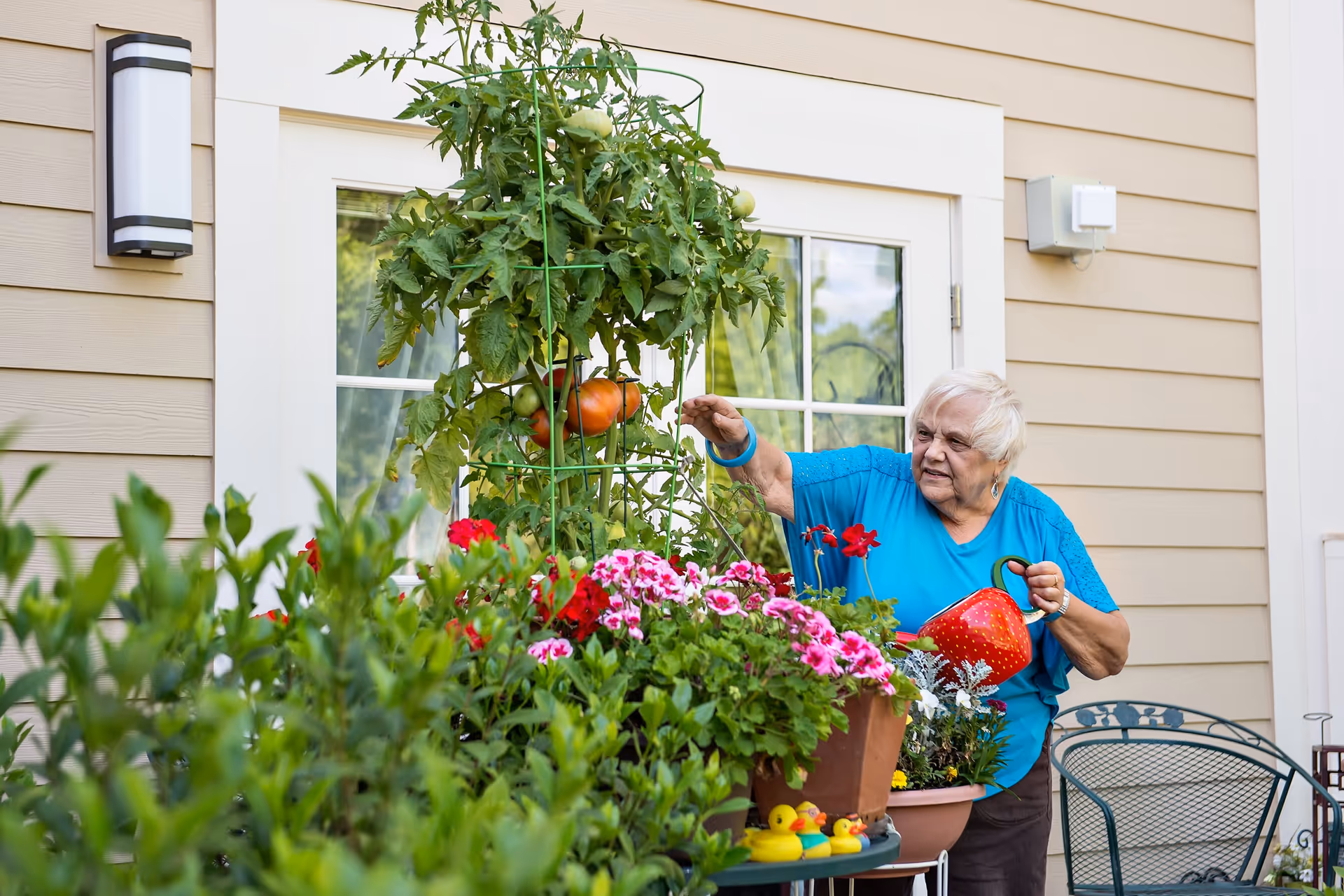 An elderly woman in a blue shirt is watering plants and tending to a tomato plant in a garden area outside a beige building with white trim and a glass door.
