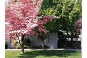 A residential building partially visible behind two trees, one with pink blossoms and the other with green leaves, with a well-maintained grassy lawn in the foreground.