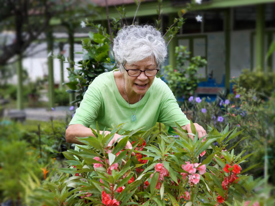 An elderly woman with short curly gray hair and glasses wearing a light green shirt is tending to vibrant pink and red flowers in a garden with green foliage and a building in the background.