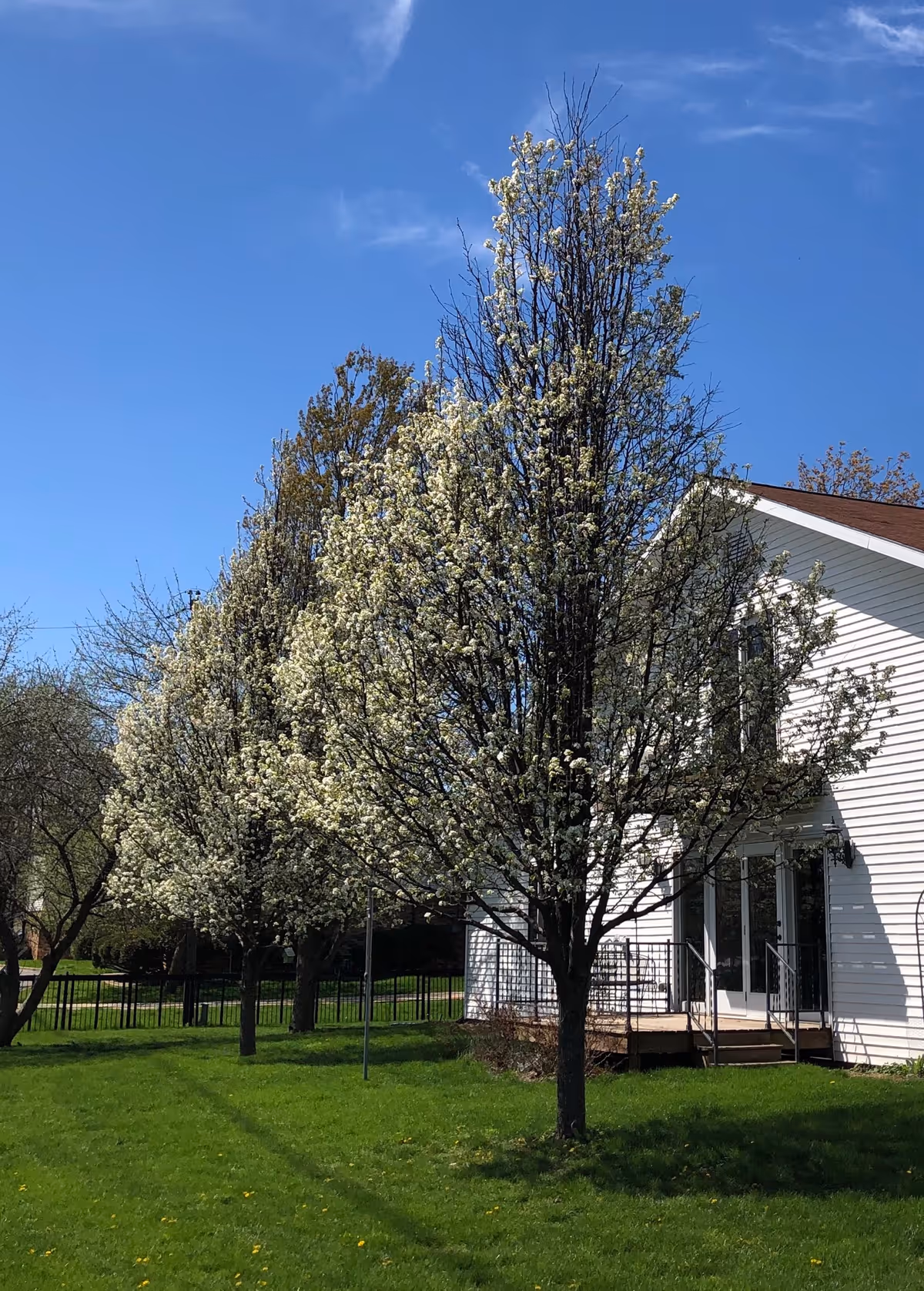 A row of blossoming trees with white flowers in front of a white building with a small wooden porch, under a clear blue sky.
