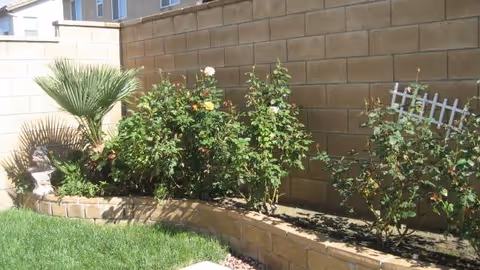 Outdoor garden area with a raised brick planter, palm tree, and flowering shrubs.