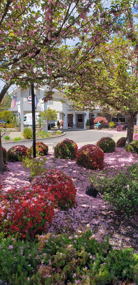 Outdoor view of Oak Park Senior Living by Cogir featuring a landscaped garden with blooming pink flowers and neatly trimmed bushes. Trees with pink blossoms frame the scene, and a driveway leads to the entrance of a white building with American flags and decorative banners. Two people are seated near the entrance under the shade of a tree.