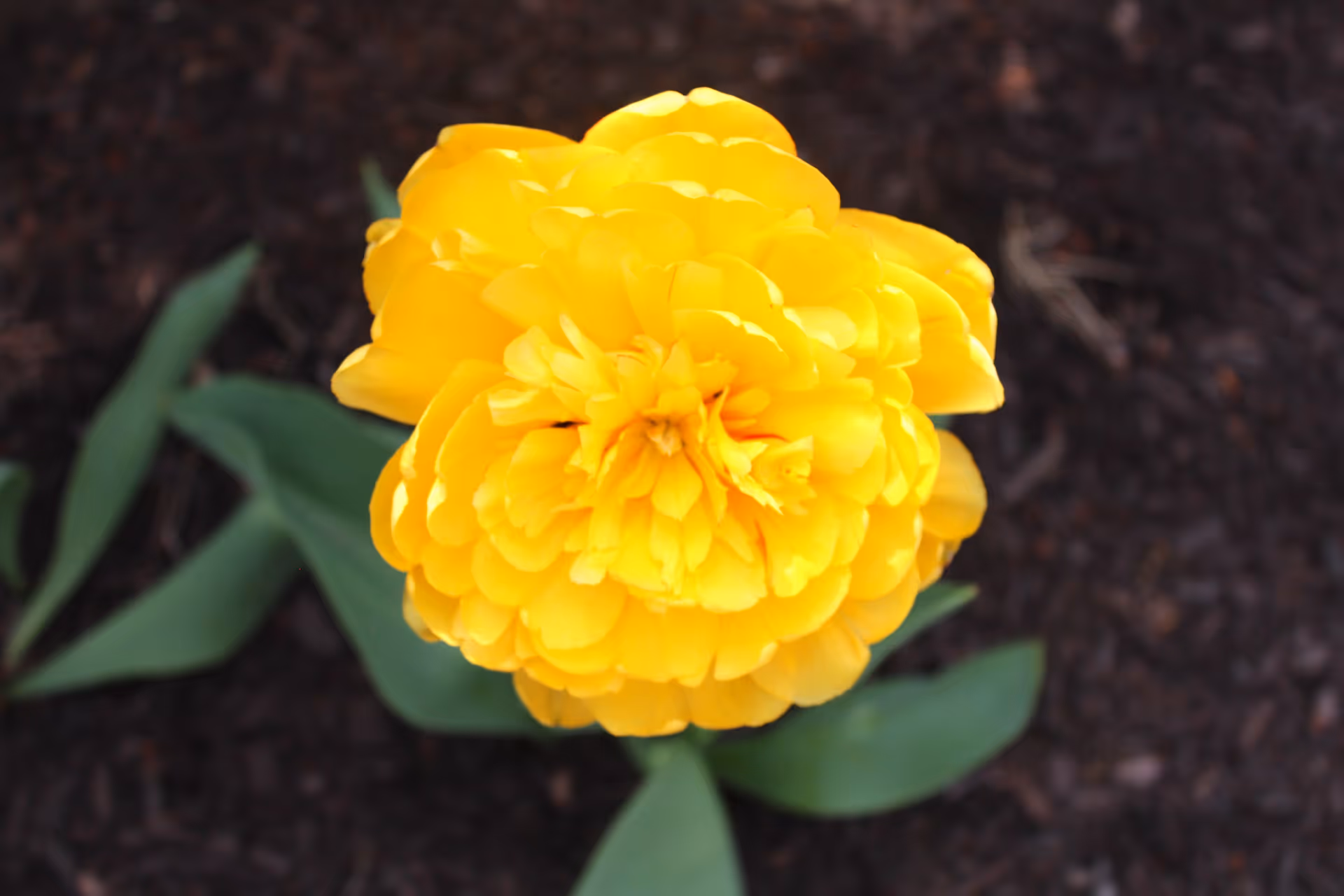 Close-up of a bright yellow flower with green leaves against dark mulch.