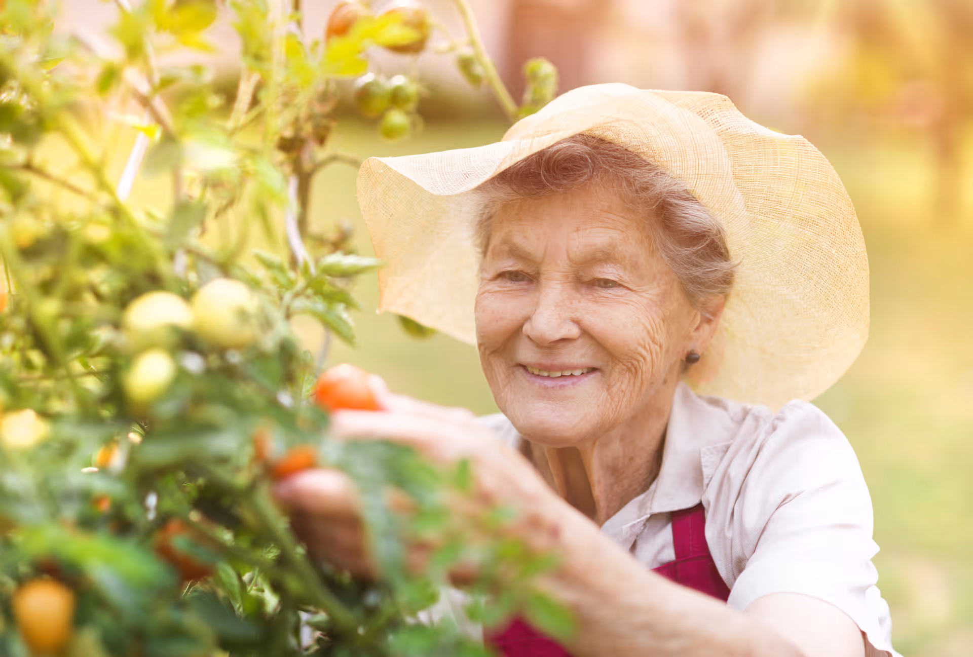 An elderly woman wearing a wide-brimmed hat and a light-colored shirt is smiling while picking ripe tomatoes from a garden plant in a sunny outdoor setting.