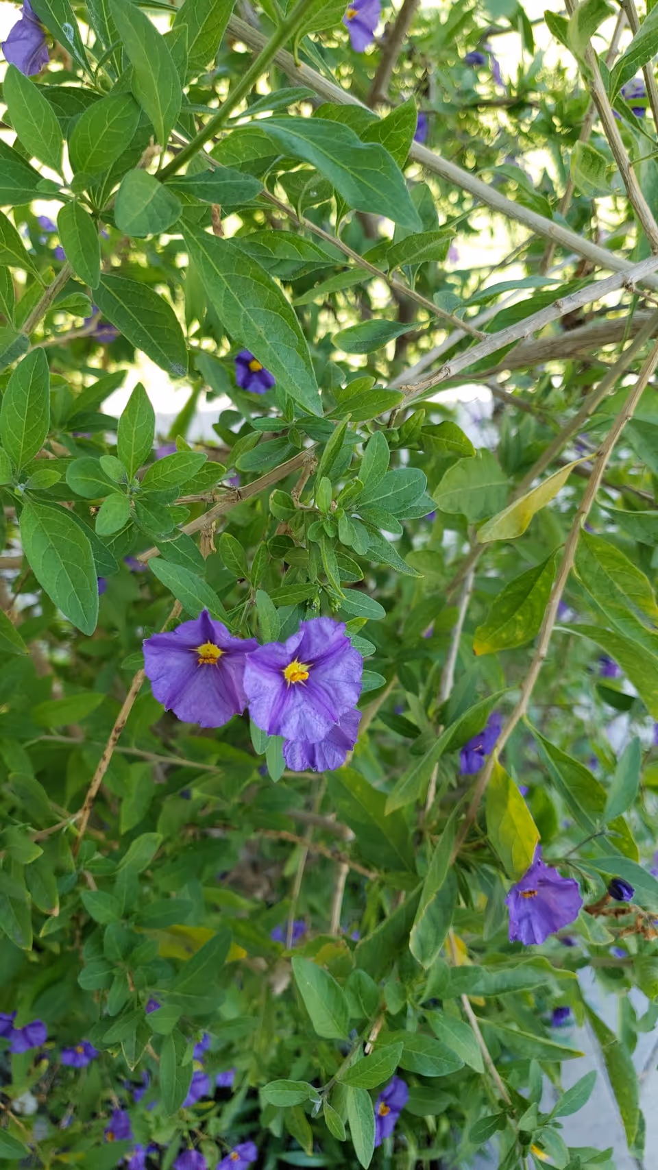 Close-up view of green leafy branches with small purple flowers featuring yellow centers, outdoors with sunlight filtering through the foliage.