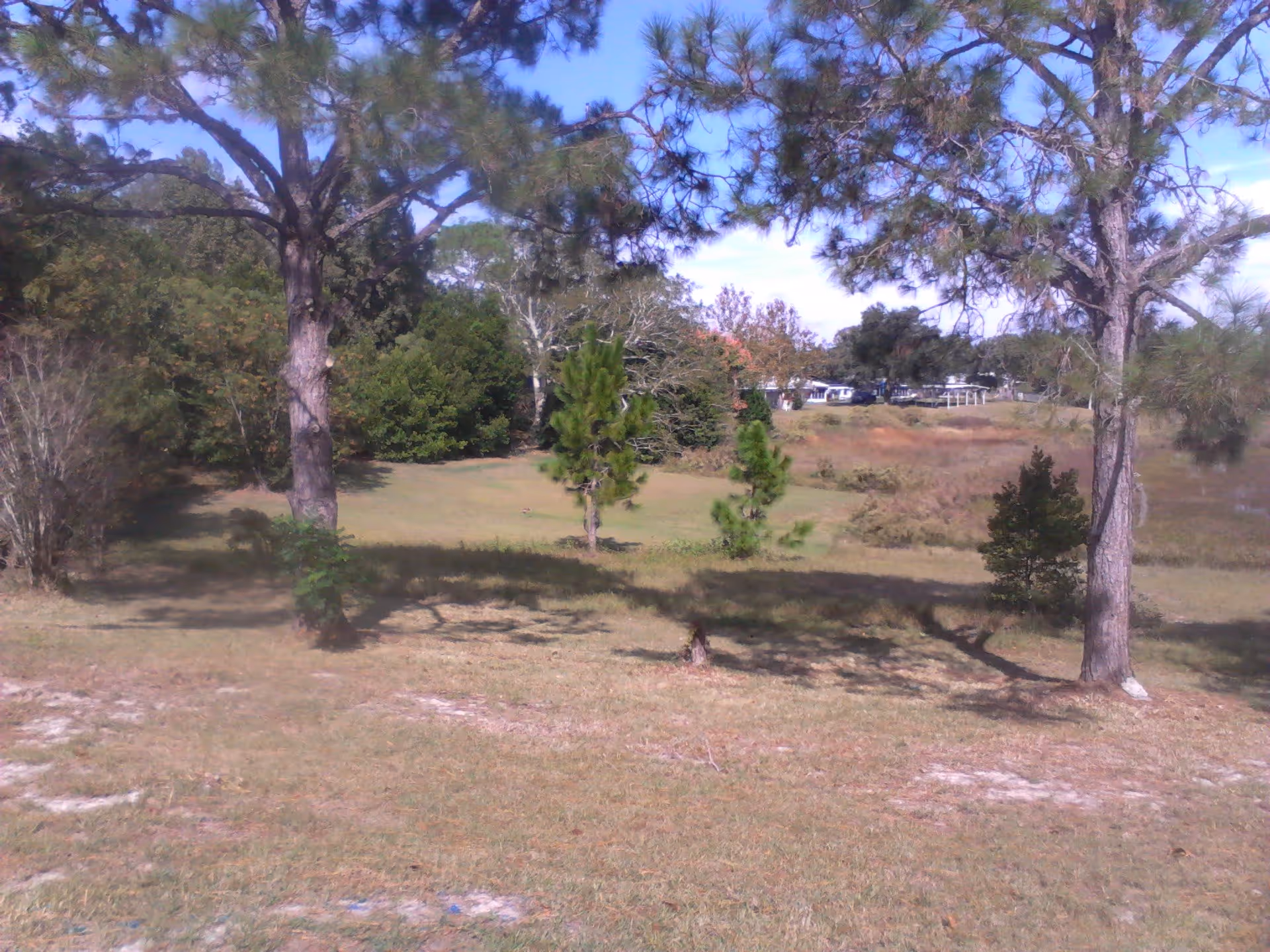 Open grassy field with scattered pine trees and a few buildings visible in the distance under a blue sky.