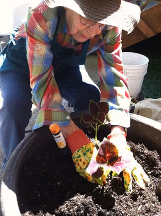 An elderly person wearing a wide-brimmed hat, glasses, a colorful plaid shirt, and gardening gloves is planting a small leafy plant in a large pot filled with soil outdoors. There is a white bucket and some gardening tools nearby.