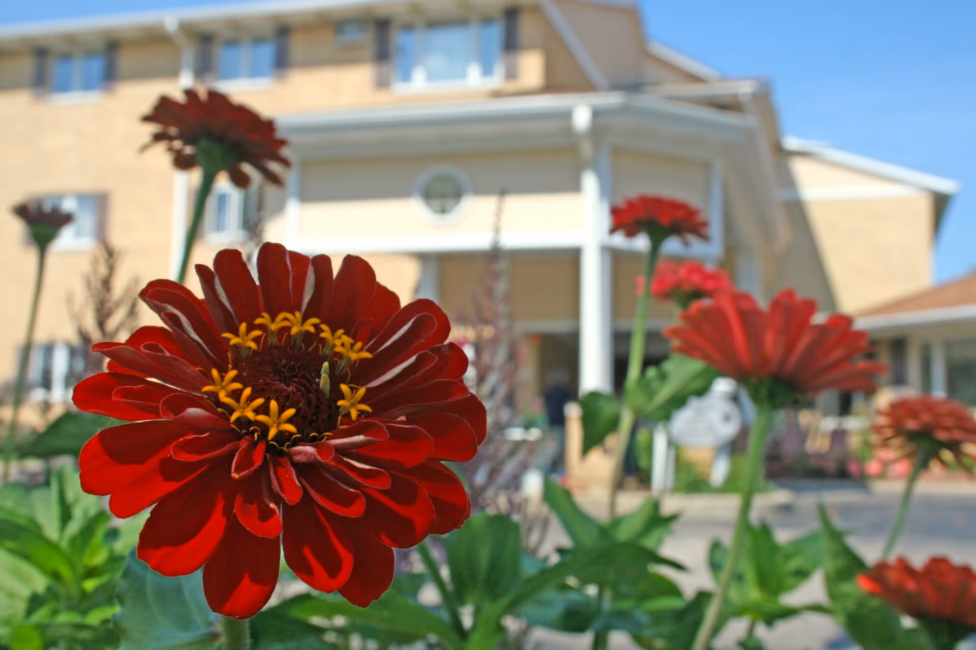 Close-up of vibrant red flowers in a garden with a senior living facility building in the background under a clear blue sky.