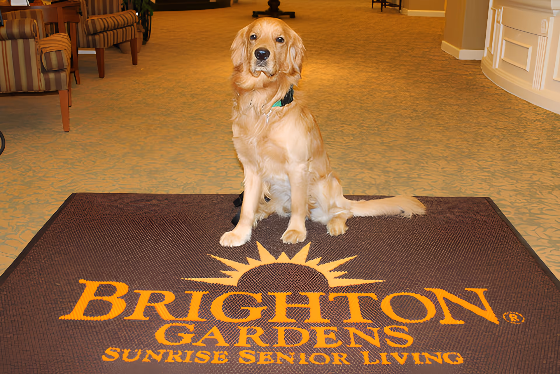 A golden retriever sits on a welcome mat reading "Brighton Gardens Sunrise Senior Living" in a facility lobby.
