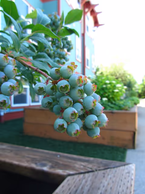 Close-up of a cluster of unripe green blueberries on a branch with leaves, with a blurred background showing a wooden planter box, a building with windows, and greenery.