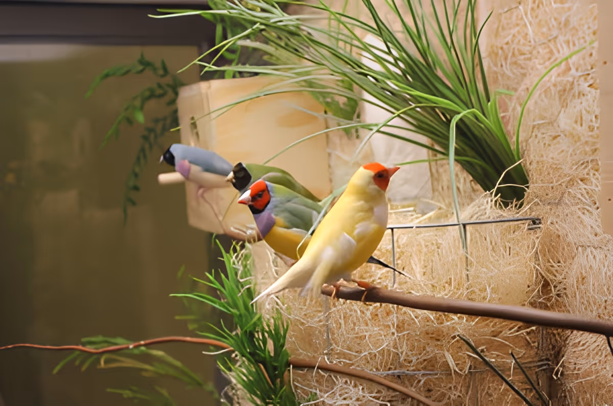 Three colorful finches perched on branches inside an indoor decorative aviary with plants.