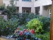 View of a lush garden courtyard with various green plants and flowering bushes, surrounded by the beige exterior walls and windows of a multi-story building.