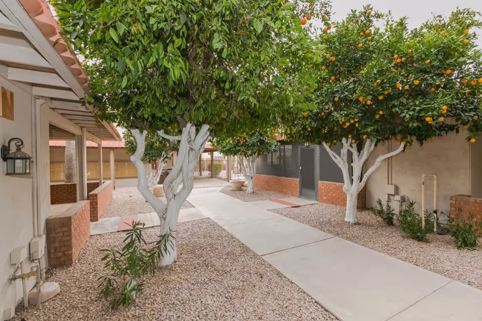 Outdoor walkway at Olive Ridge Senior Living with orange trees lining a paved path. The trees have white-painted trunks and are surrounded by gravel landscaping. The buildings have beige walls with brick accents and covered walkways.