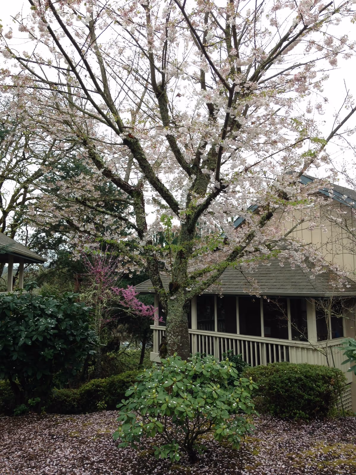 A flowering tree and shrubs in a garden outside a beige building with a screened porch.
