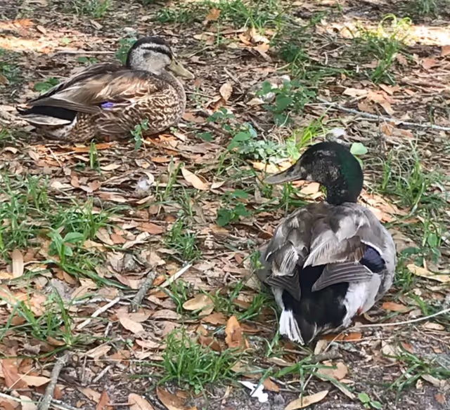 Two ducks resting on the ground covered with dry leaves and patches of green grass in an outdoor natural setting.