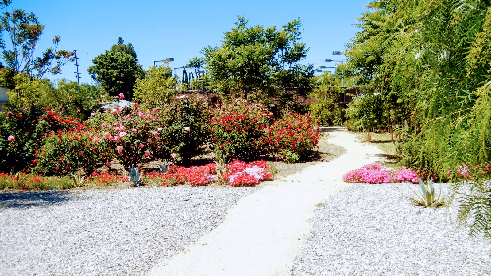 A garden path winding through a landscaped area with blooming pink and red flowers, green shrubs, and trees under a clear blue sky.