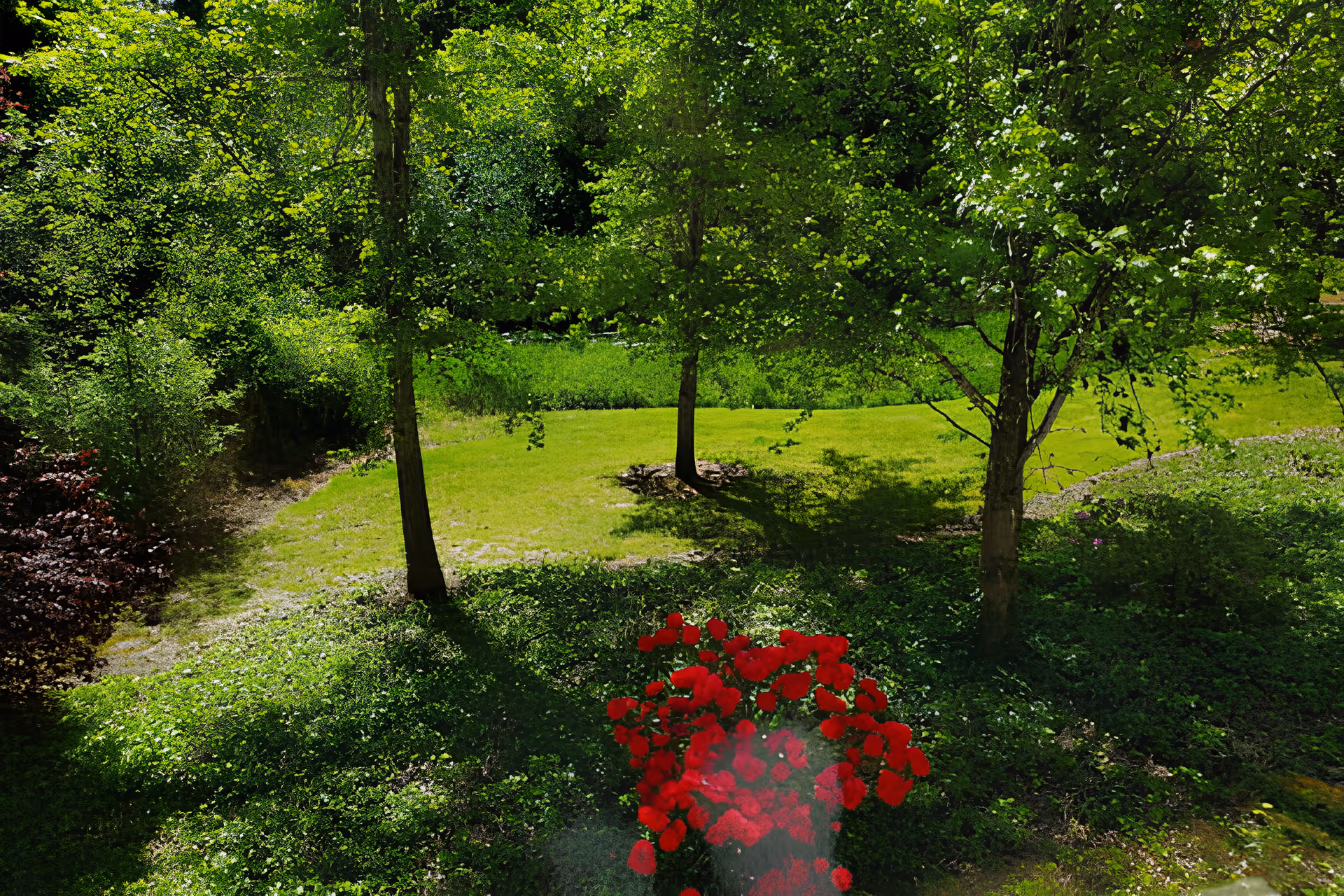 Sunlit grassy yard with several trees and a cluster of red flowers in the foreground.