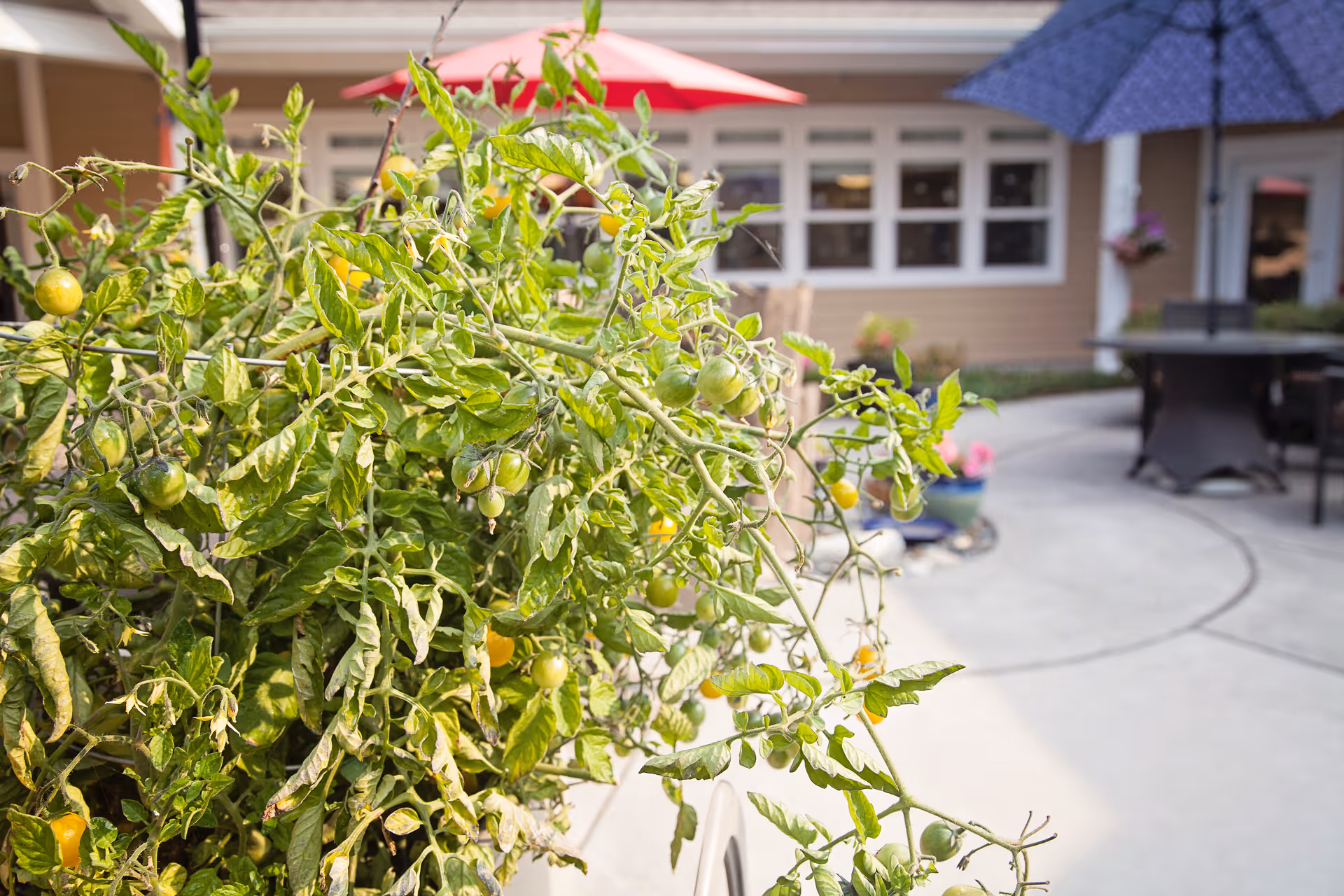 Tomato plants with green and yellow fruit in a courtyard with patio tables, umbrellas, and a building in the background.