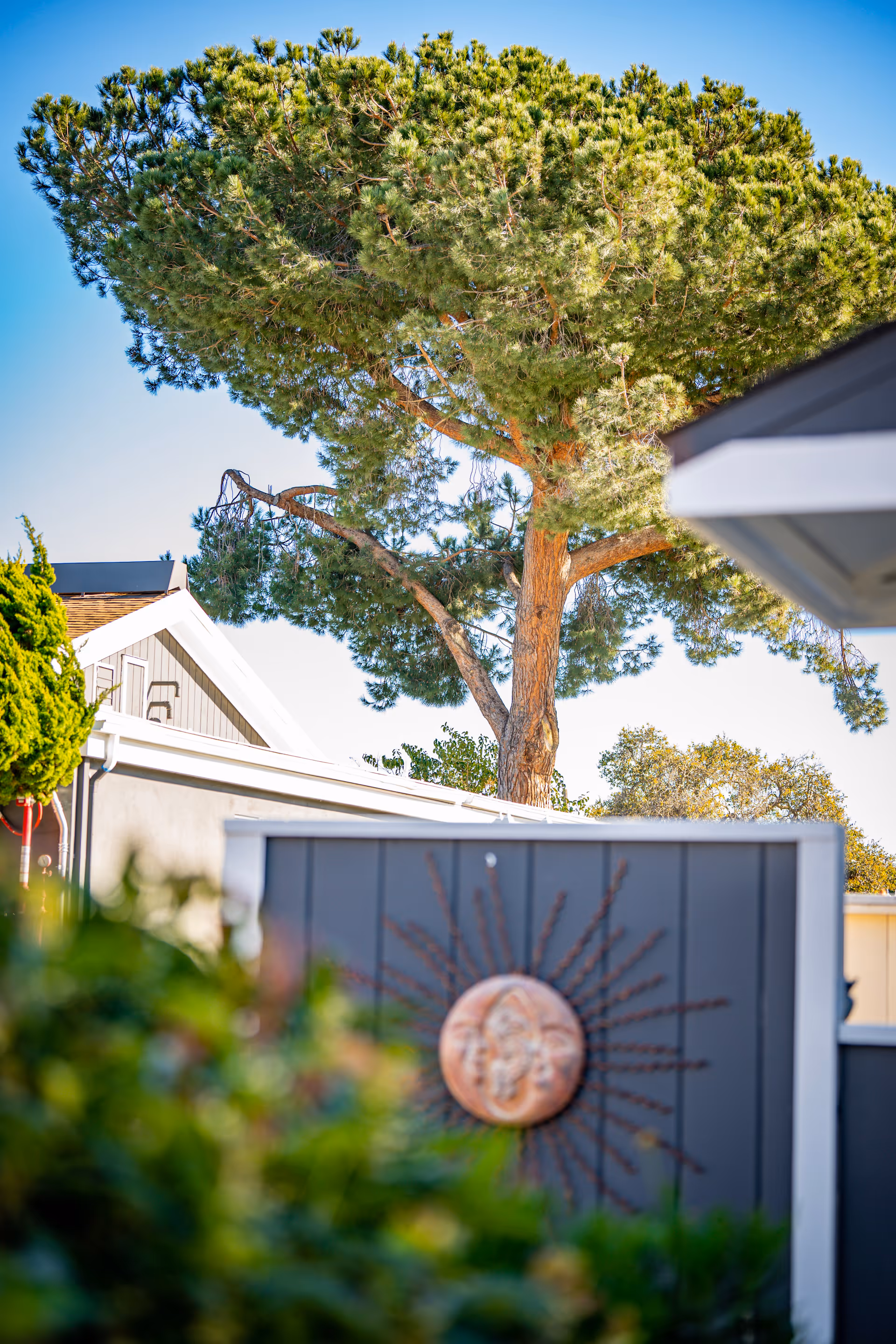 A large pine tree towering over a residential area with a gray fence in the foreground decorated with a sun-shaped wall ornament. The sky is clear and blue.