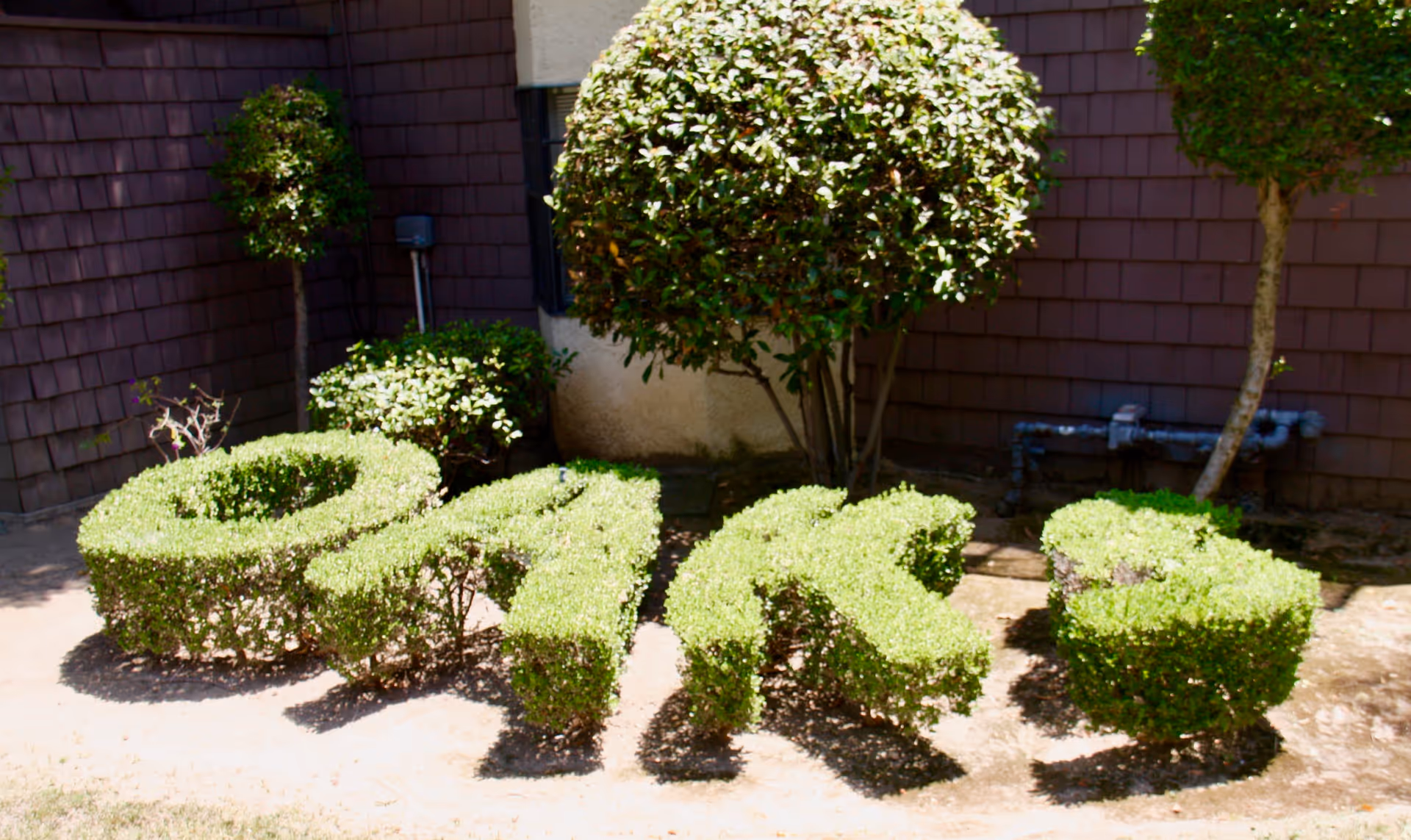 Topiary bushes trimmed to spell out the word 'Oaks' in front of a building with brown shingle siding and some small trees and shrubs around.