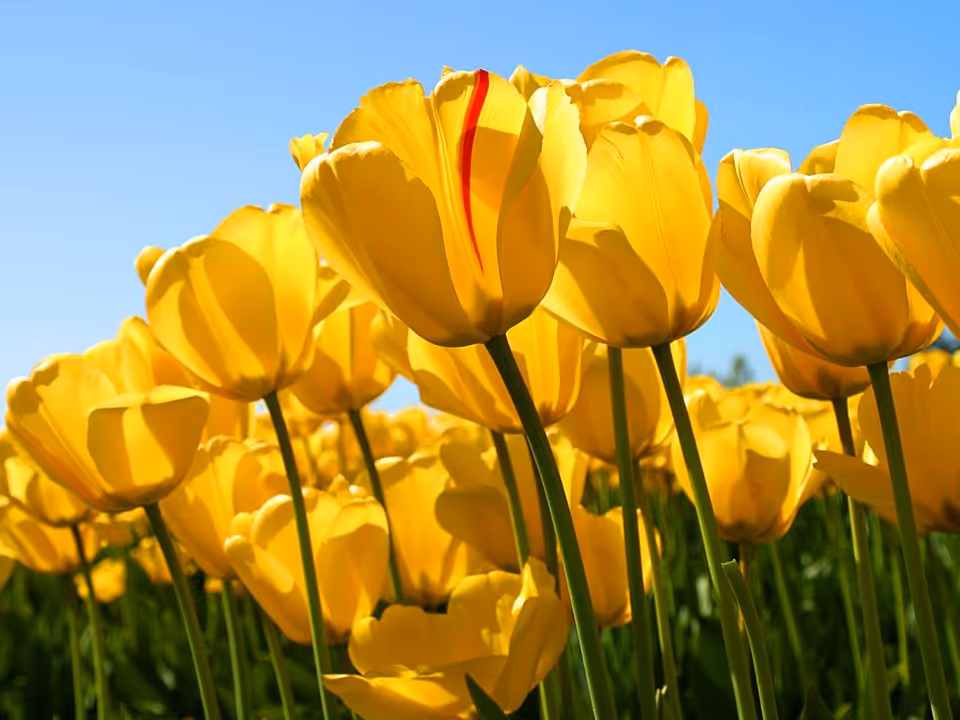 Close-up of a field of yellow tulips against a clear blue sky.