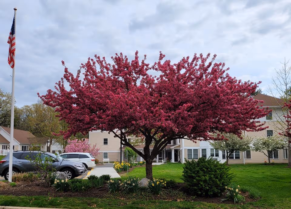 A vibrant pink flowering tree in full bloom stands in front of a beige multi-story building with white trim. Several cars are parked to the left near a flagpole with an American flag. The surrounding area has green grass, bushes, and other trees with blossoms under a cloudy sky.