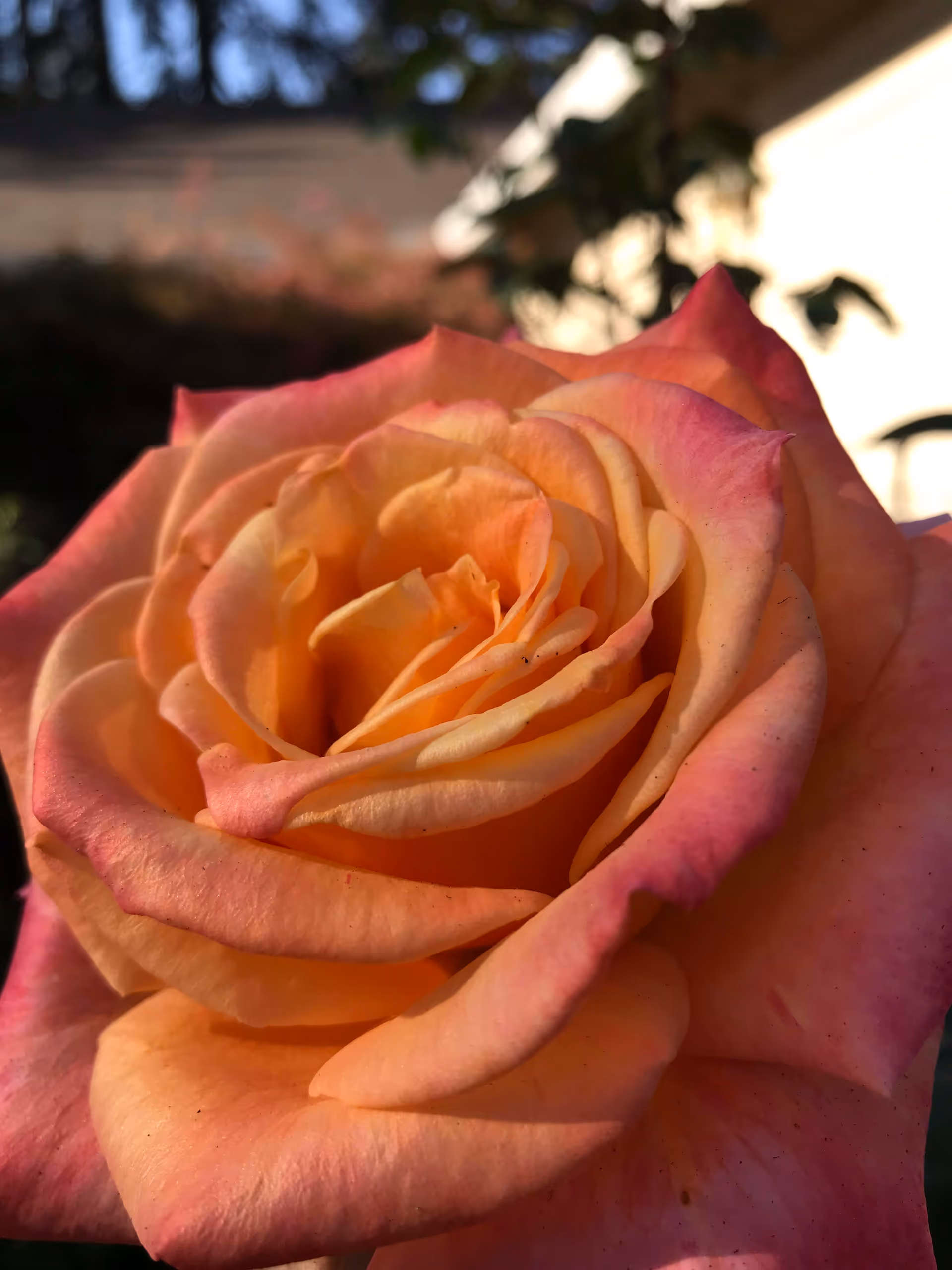 Close-up of a peach and pink rose in bloom with a blurred background of greenery and a building.
