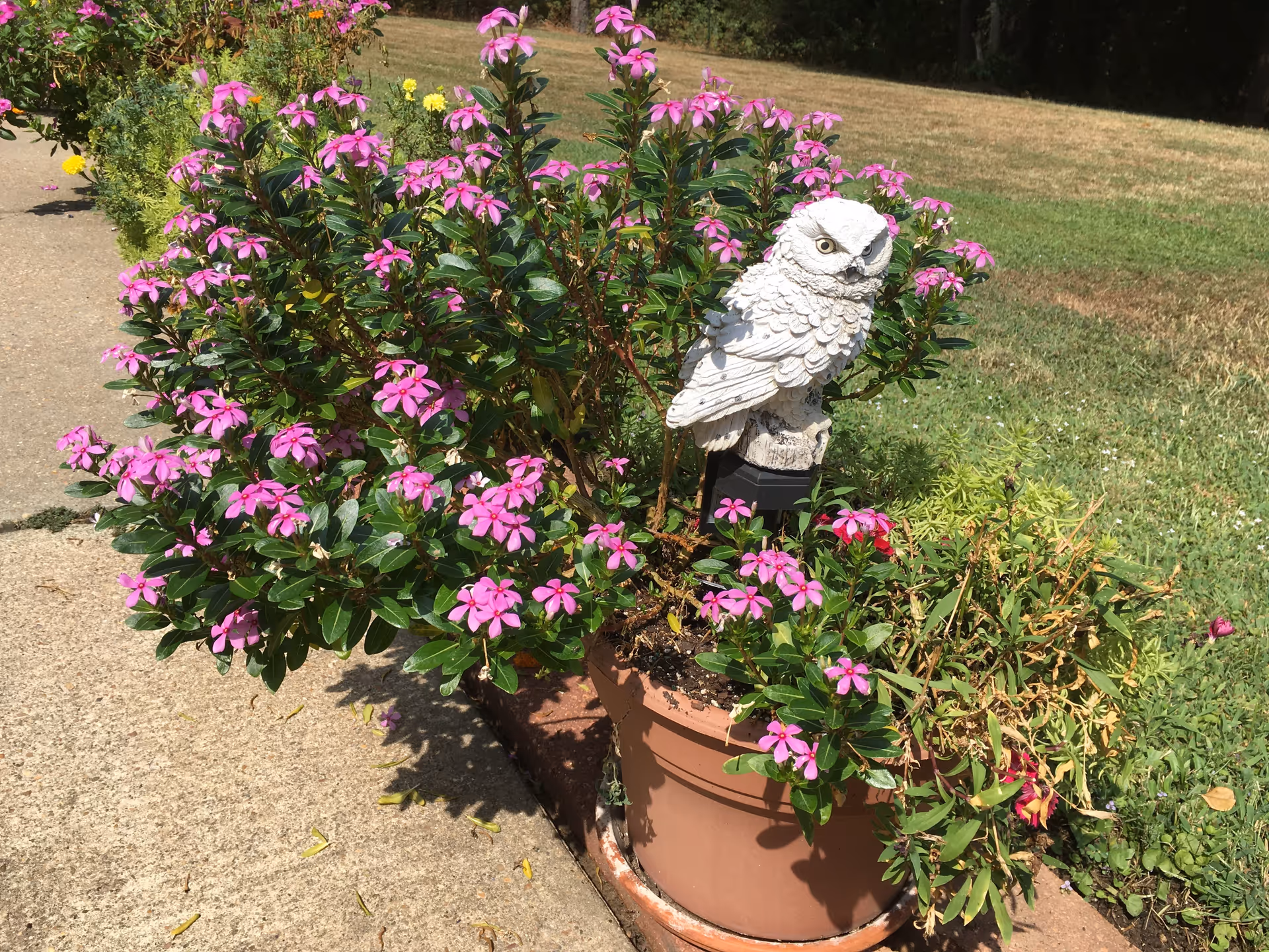 Potted pink flowers with a white owl garden statue beside a sidewalk and grassy lawn.