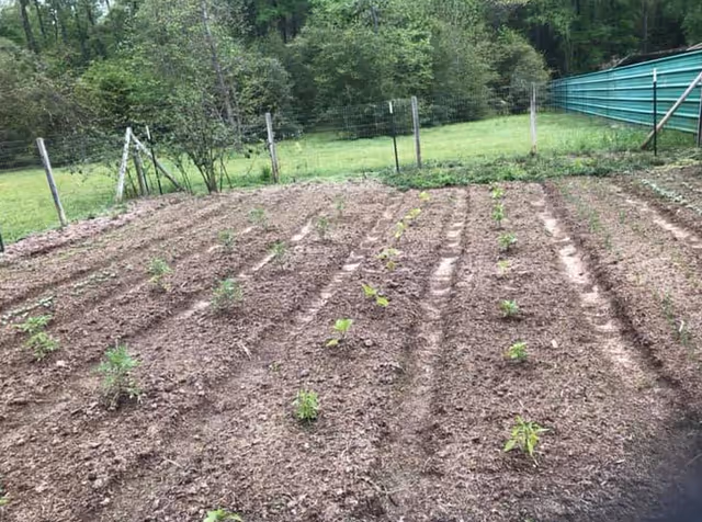 A garden plot with rows of small plants growing in soil, surrounded by a wire fence and green trees in the background.