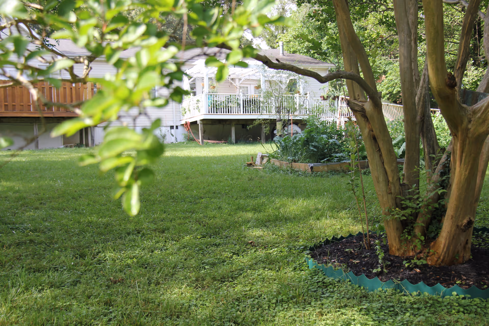 A green grassy backyard with a large tree in the foreground surrounded by a green plastic border. In the background, there is a raised wooden deck attached to a light-colored house, with some garden beds and various plants around the yard.