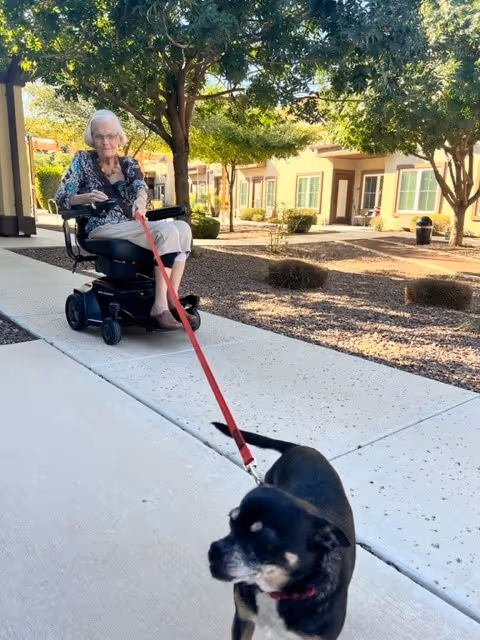 An elderly woman in a motorized wheelchair is walking a small black and white dog on a red leash along a sidewalk in an outdoor courtyard area with trees and residential-style buildings in the background.