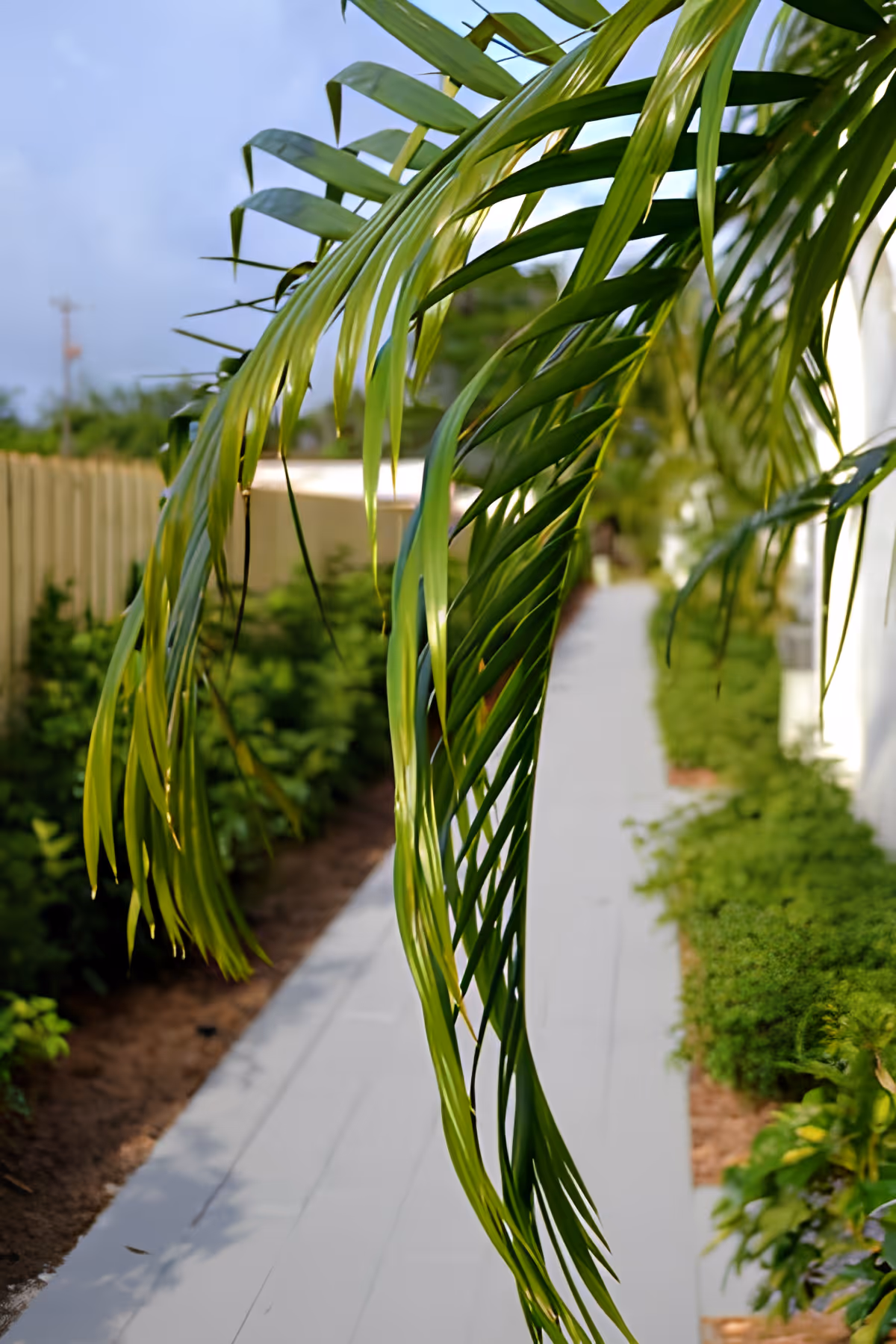 Close-up of palm fronds hanging over a sunlit walkway beside a building and garden.