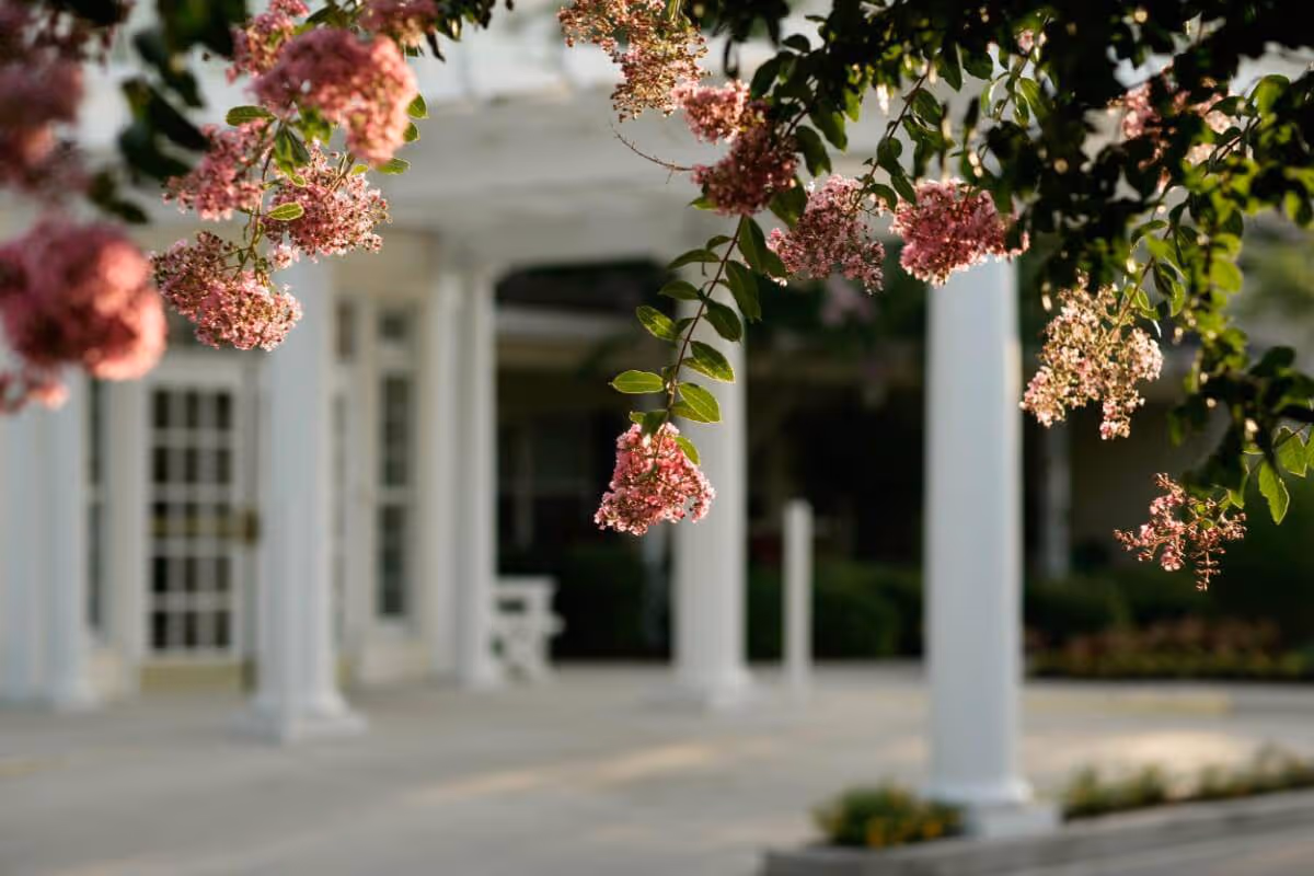 Pink flowering branches hang in front of a white-columned building entrance.