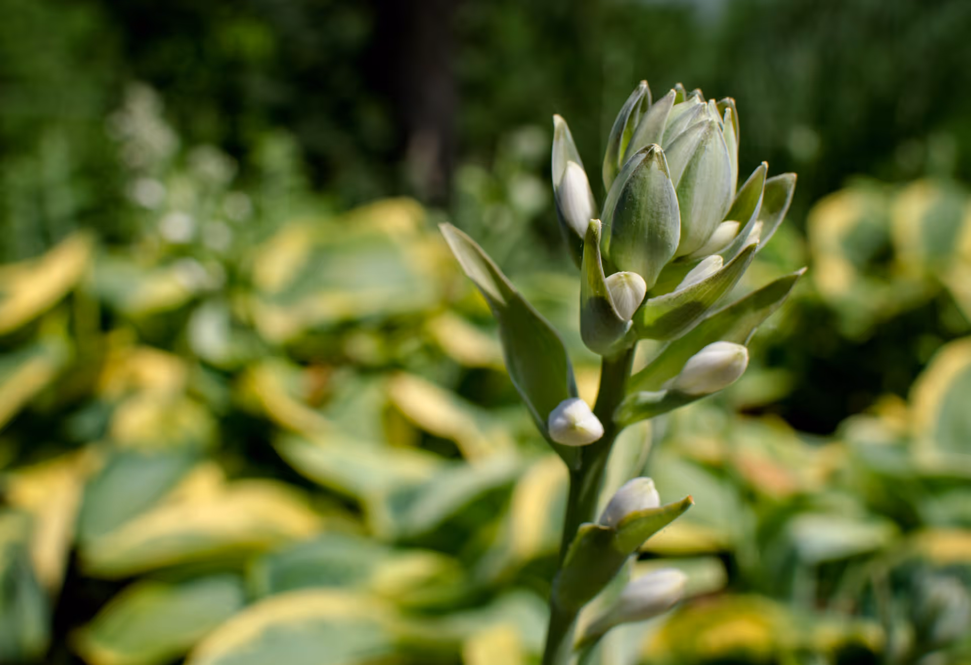 Close-up of a green plant with unopened flower buds in a garden with blurred green and yellow foliage in the background.