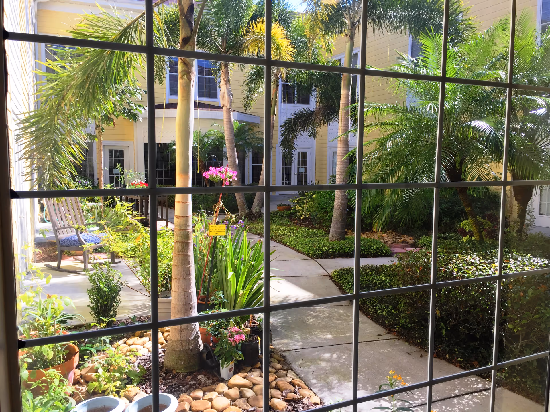 View through a window with grid panes showing a courtyard garden with various tropical plants, palm trees, potted flowers, and a concrete pathway. There is a wooden rocking chair with a blue cushion on the left side near the building with yellow siding and white trim.