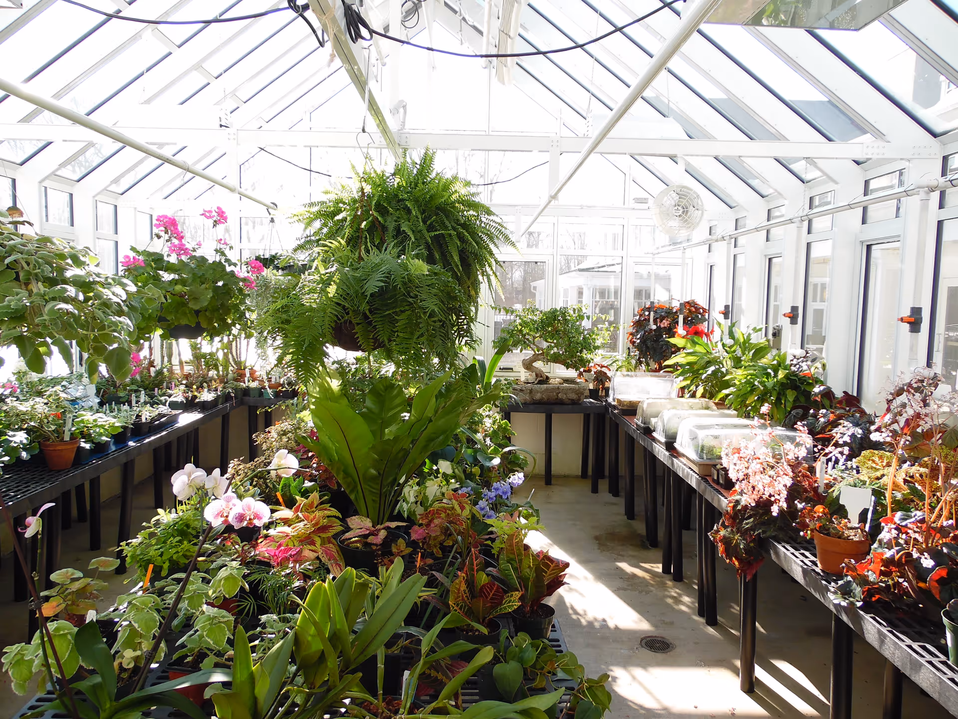 Bright greenhouse interior filled with a variety of green plants and colorful flowers arranged on black tables along the sides and center aisle. The greenhouse has a glass roof and walls allowing natural light to flood the space.
