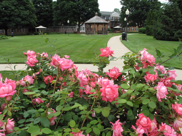 Pink roses in the foreground with a paved walkway, gazebo, and buildings across a well-kept lawn.
