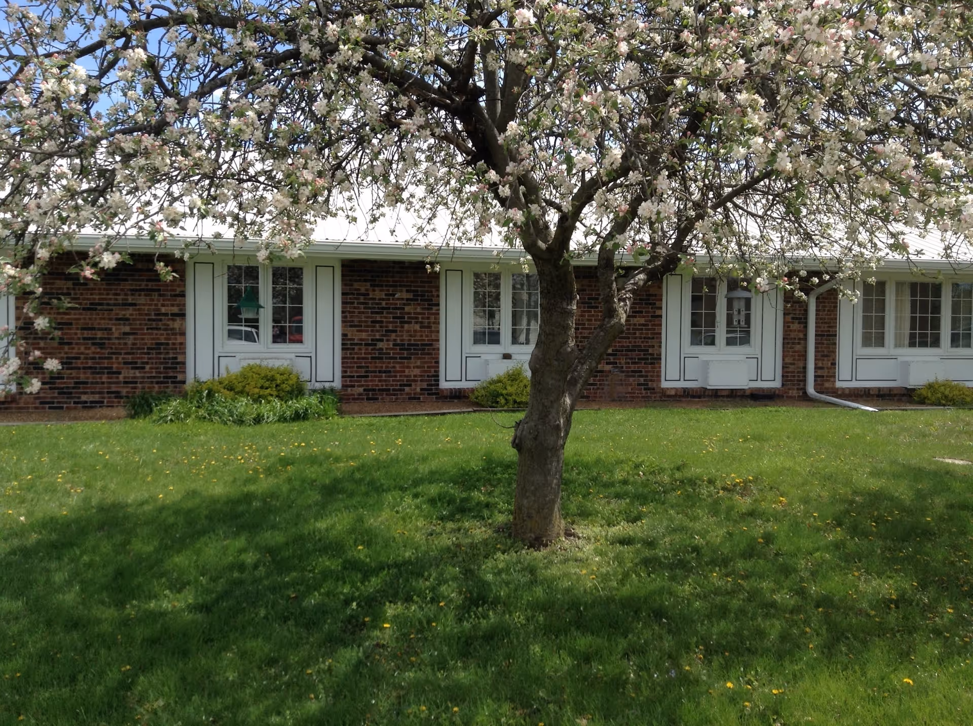 A blooming tree with white and pink flowers stands in front of a brick building with white-framed windows and doors. The building has a white roof and is surrounded by green grass and small bushes.