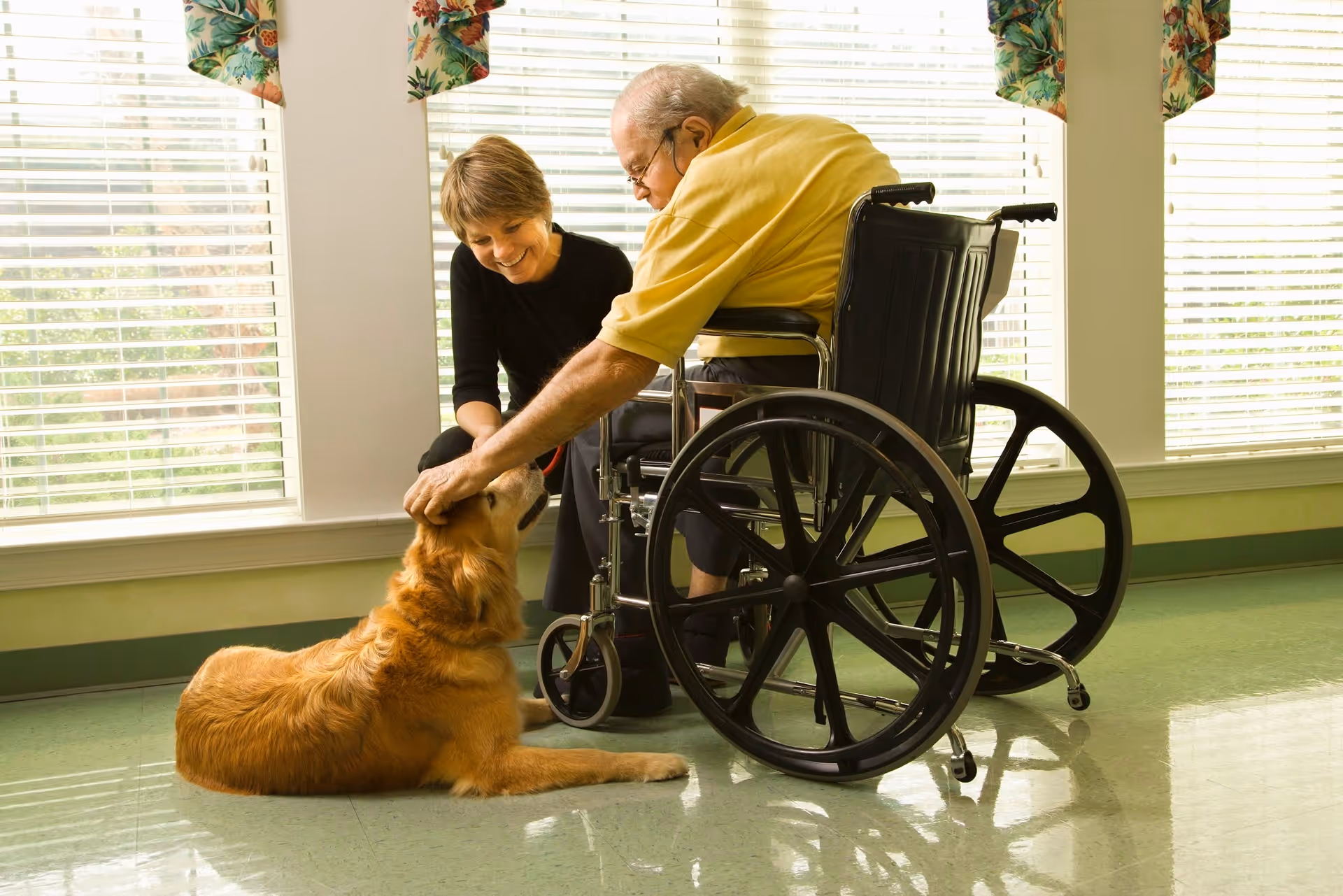 An elderly man in a wheelchair petting a golden retriever dog while a woman kneels beside them smiling in a sunlit room with large windows and floral curtains.