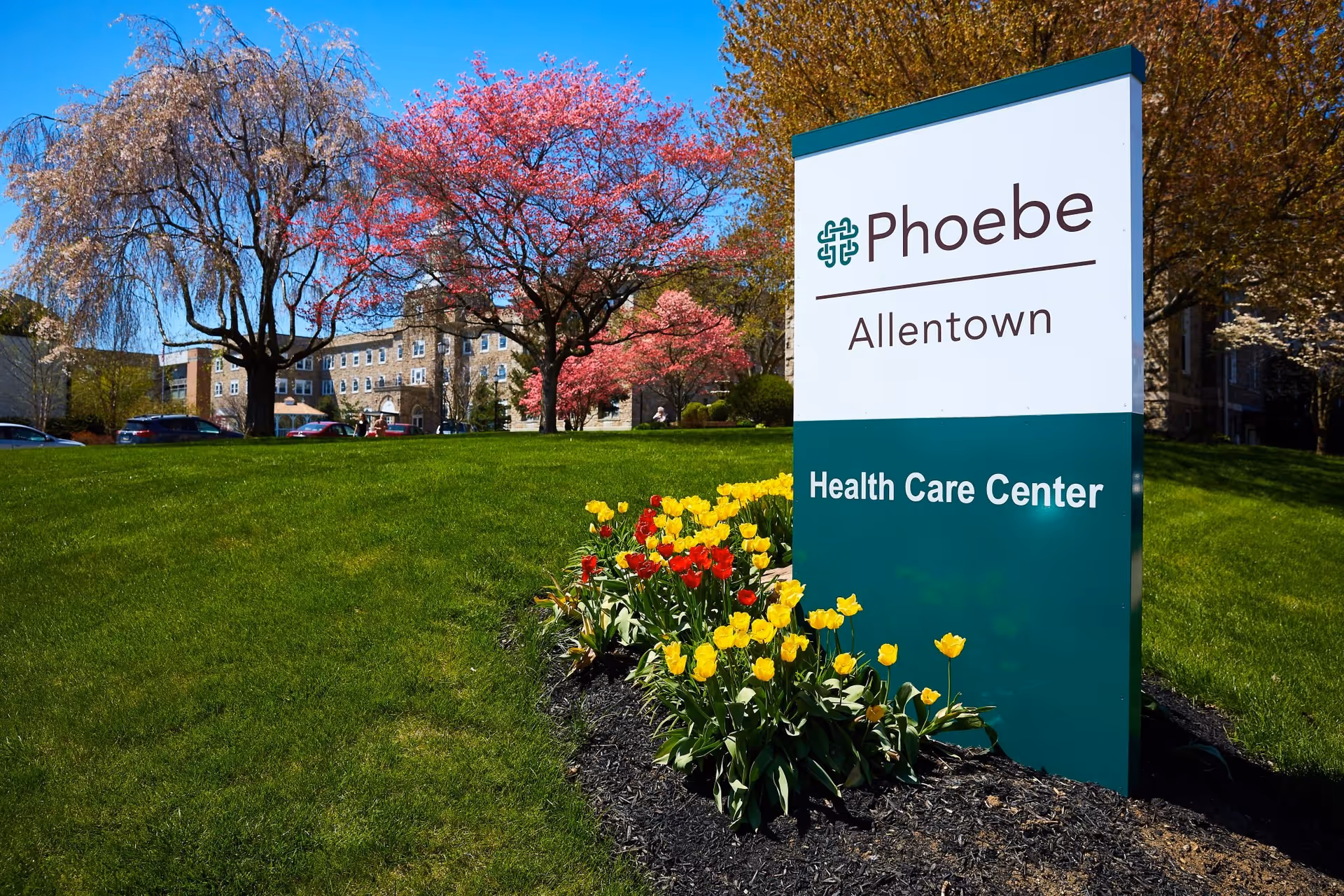 Outdoor view of Phoebe Allentown Health Care Center sign surrounded by blooming yellow and red tulips, with green grass, trees with pink and white blossoms, and a building in the background under a clear blue sky.