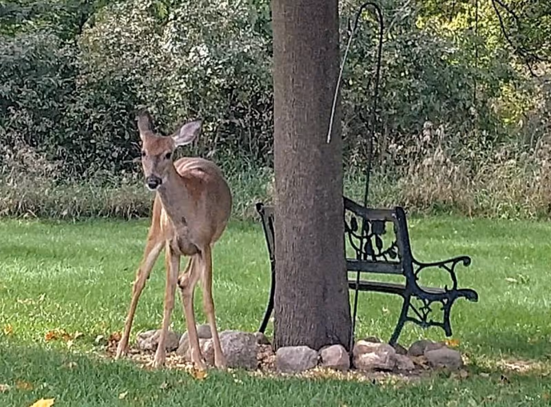 A deer standing beside a tree and an iron bench on a grassy lawn.