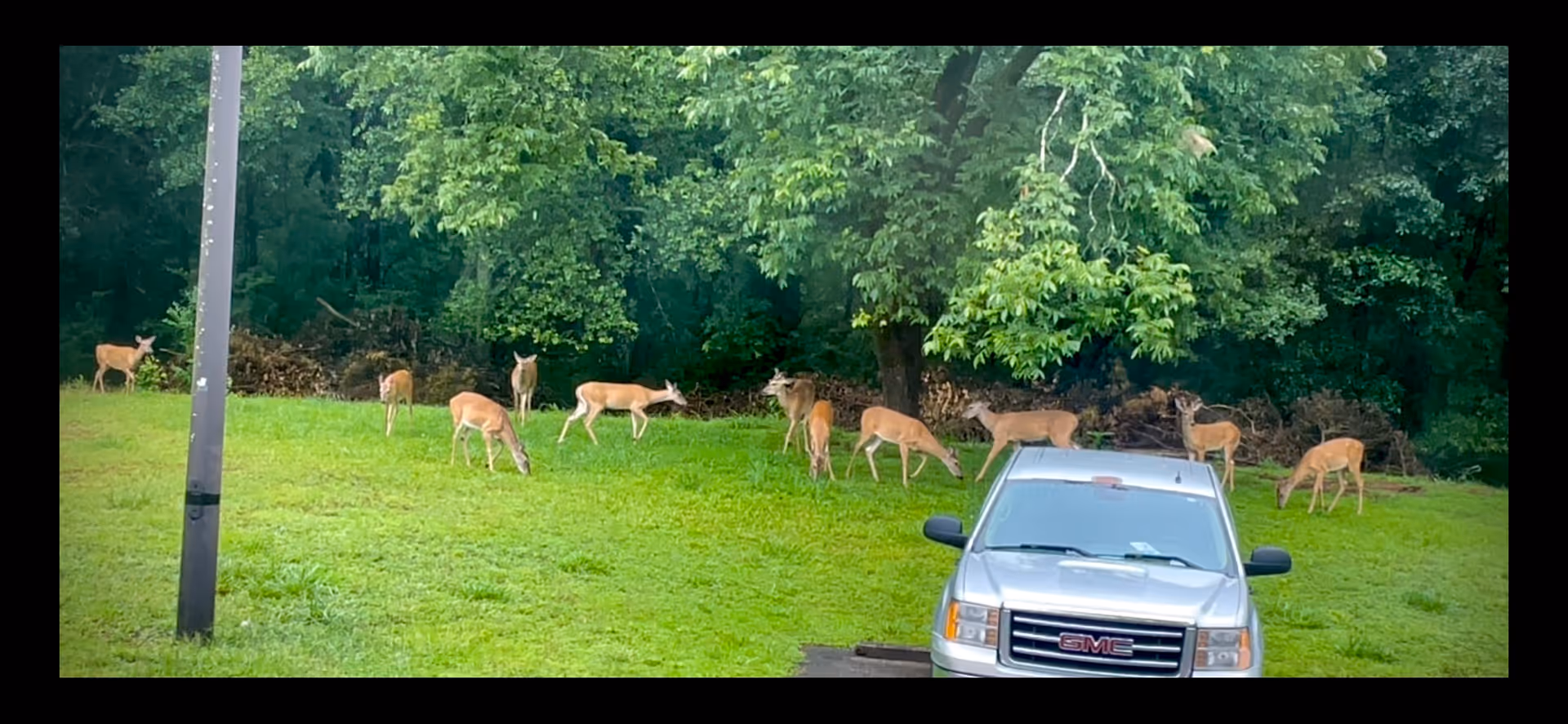 A group of deer grazing on a grassy lawn by a treeline with a silver GMC pickup parked in front.