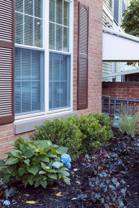 Close-up view of a brick building exterior with a window featuring white blinds and brown shutters. In front of the building, there is a garden bed with green shrubs, a plant with blue flowers, and other foliage.